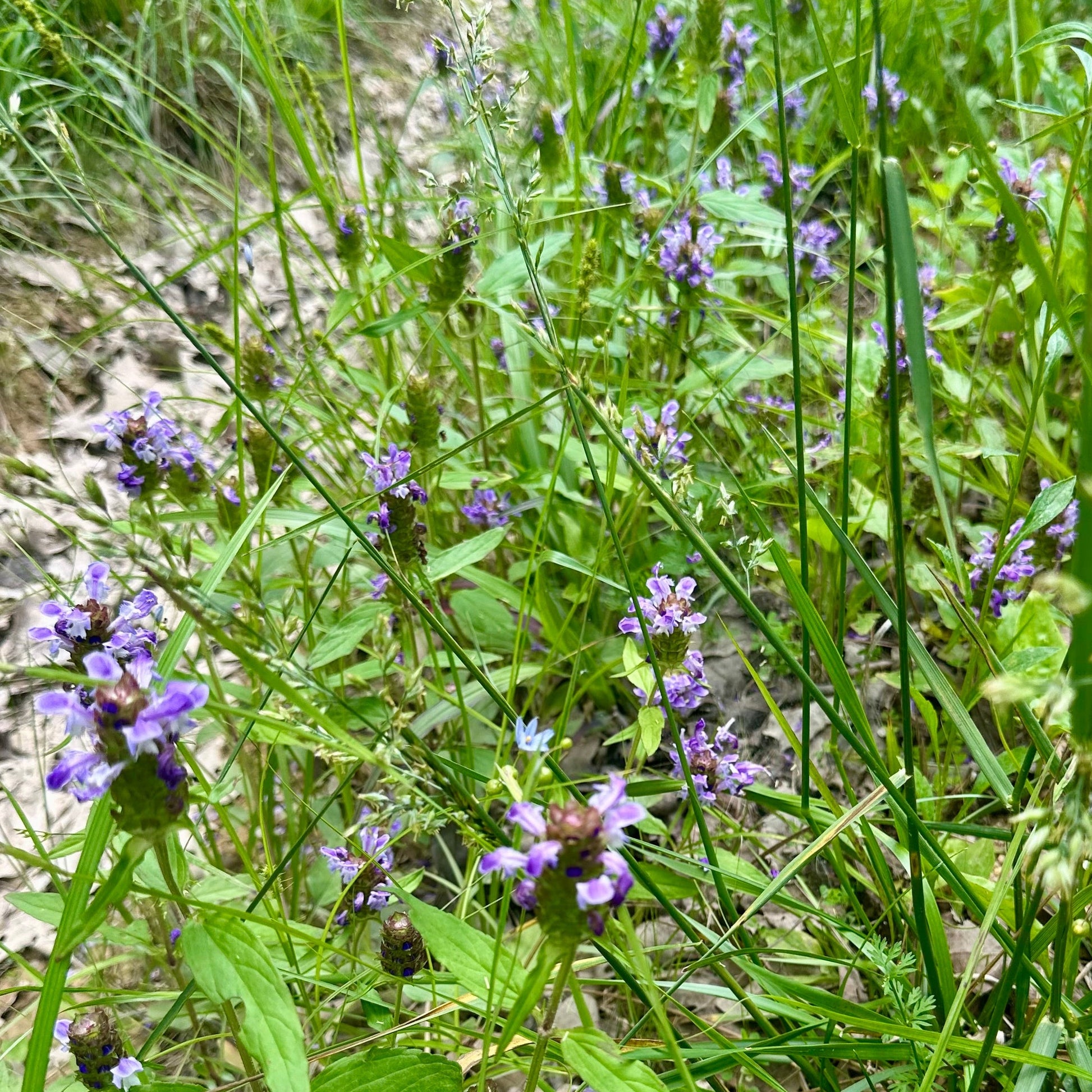 Purple flowers growing among green grass and plants