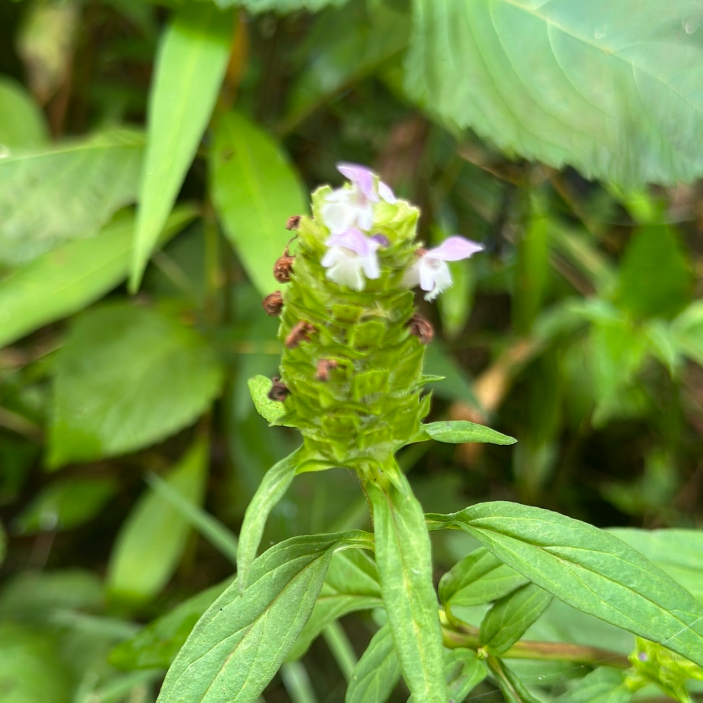 Heal-All Plant Tincture