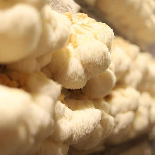 Lion’s Mane Tincture