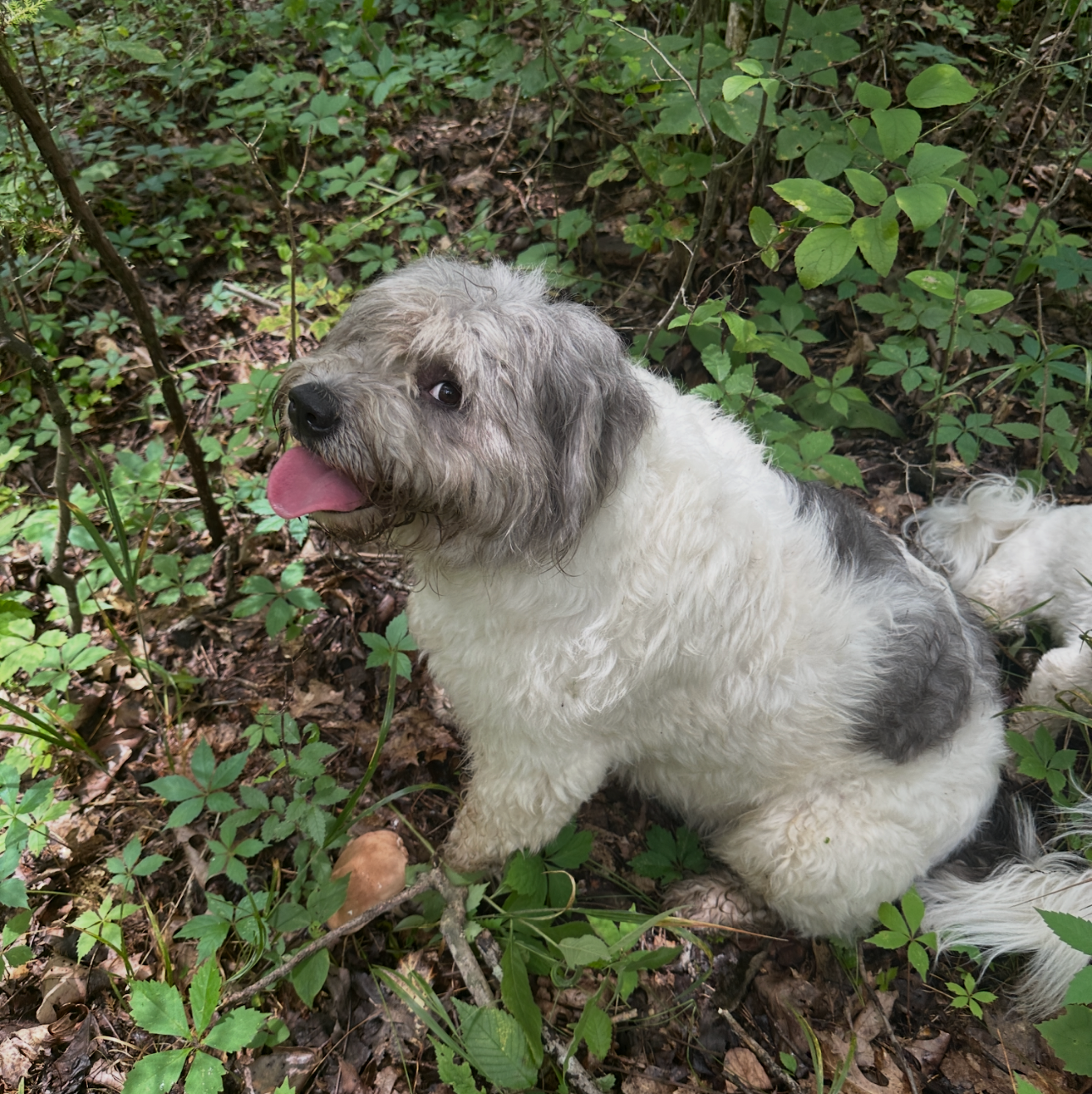 Dog sitting in a forested area with green leaves and branches.