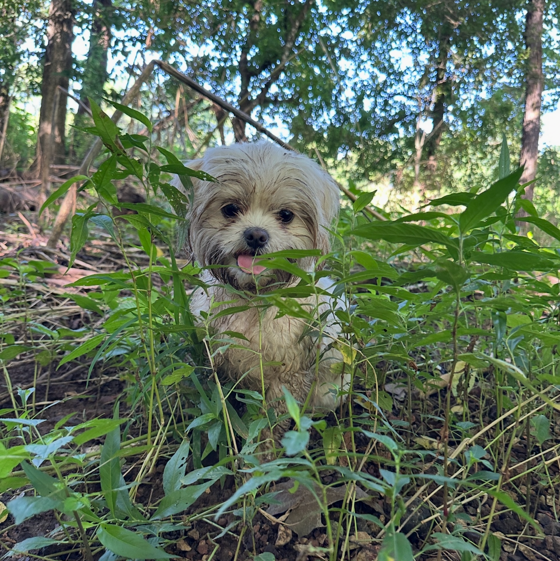 Dog in a forest setting with trees and greenery