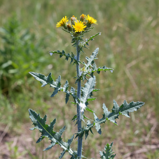 wild lettuce plant with yellow flowers in a grassy field