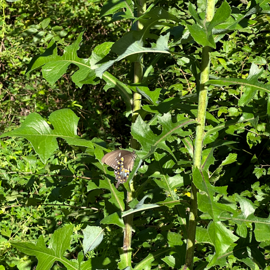 Close-up of a plant with green leaves and a stem in a natural setting